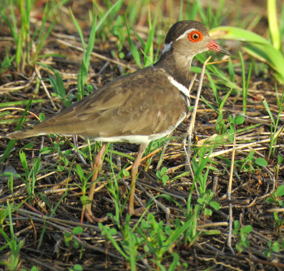 ニシミスジチドリ - ML643556129