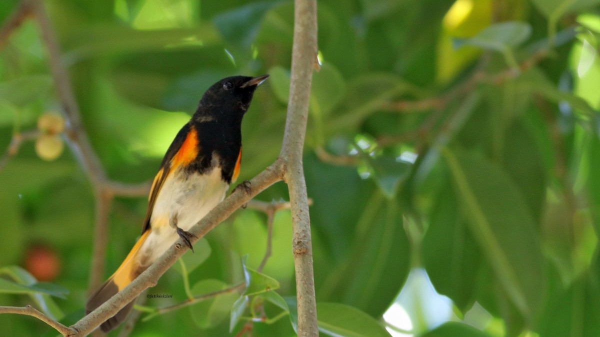 American Redstart - ML643556130