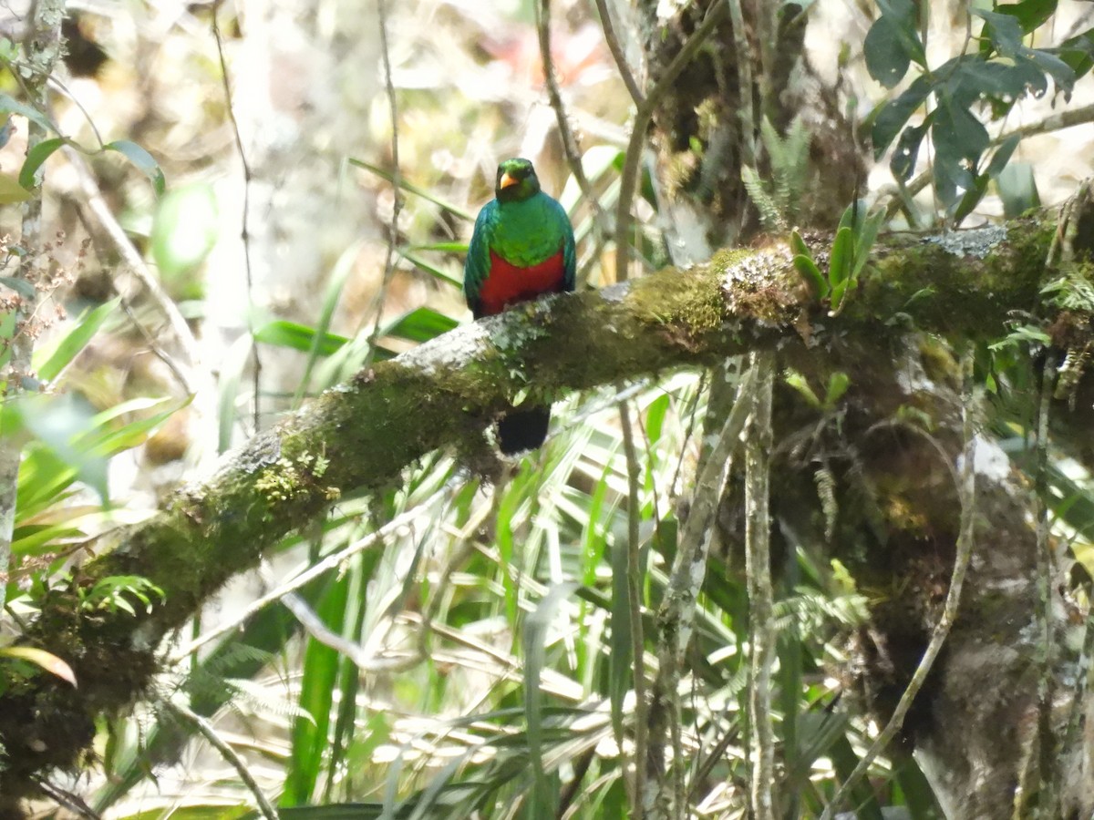 Golden-headed Quetzal - ML643556131