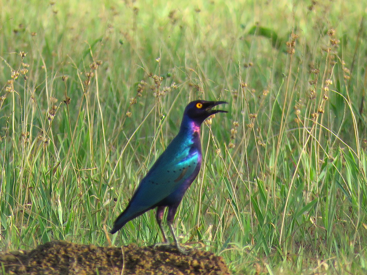Purple Starling - ML643556138