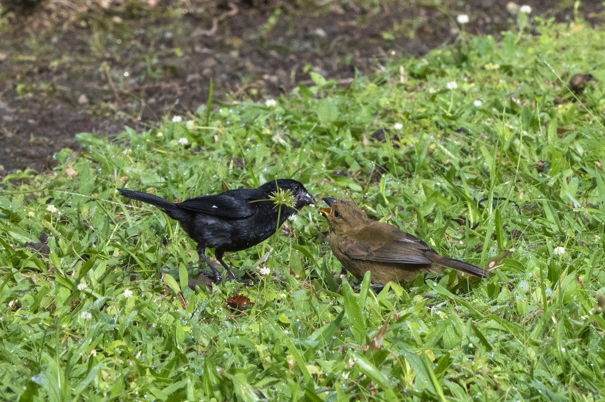 Variable Seedeater - ML643556139