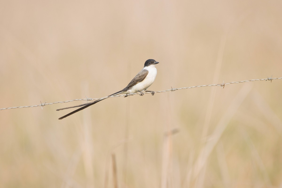 Fork-tailed Flycatcher - ML643556140