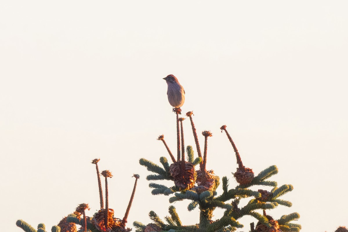 Cassin's Finch - ML643556151