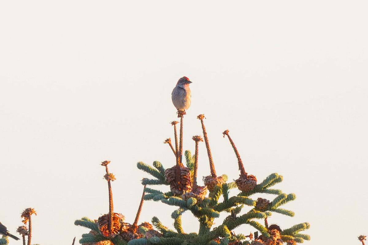 Cassin's Finch - ML643556154