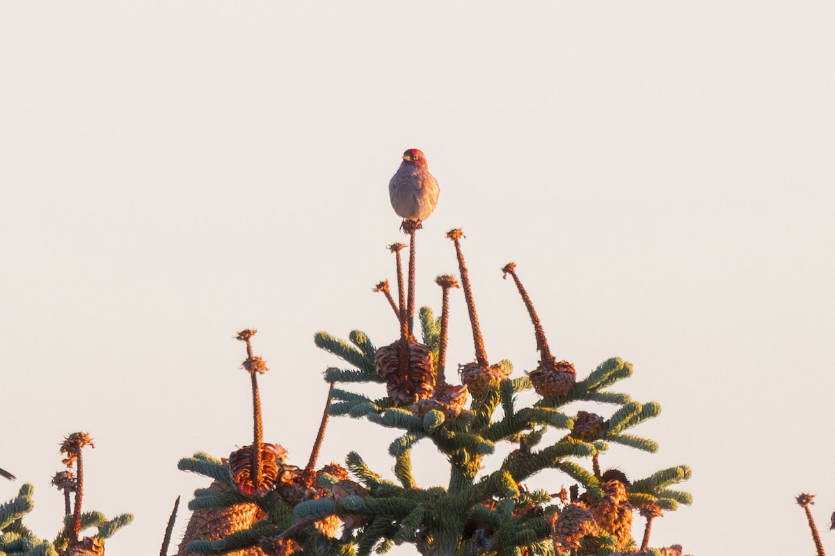 Cassin's Finch - ML643556158