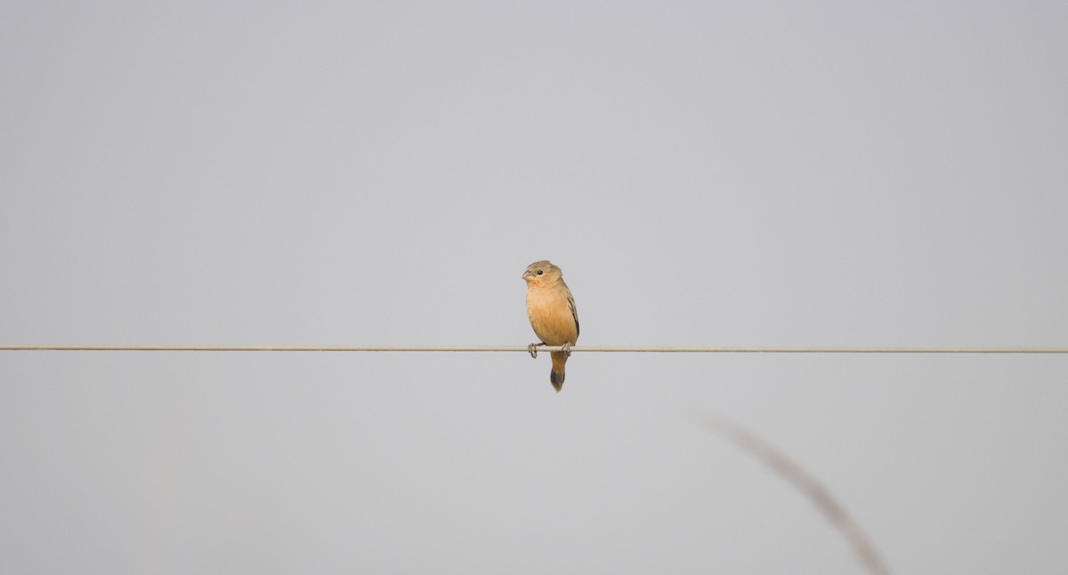 Tawny-bellied Seedeater - ML643556179