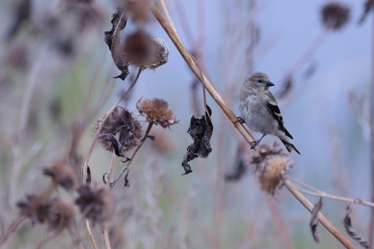 American Goldfinch - ML643556182