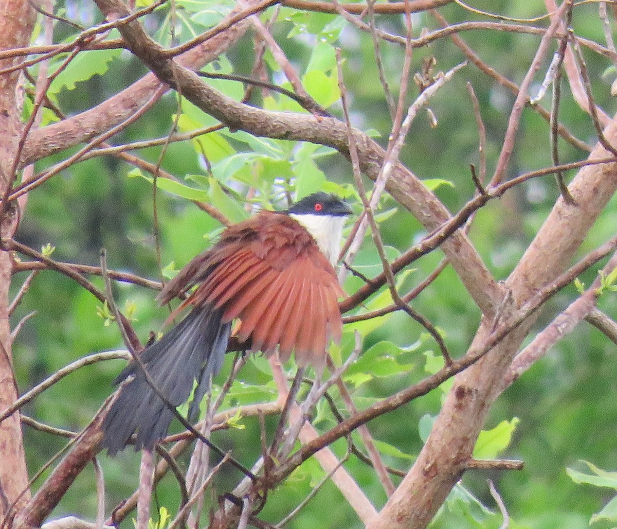 セネガルバンケン - ML643556207