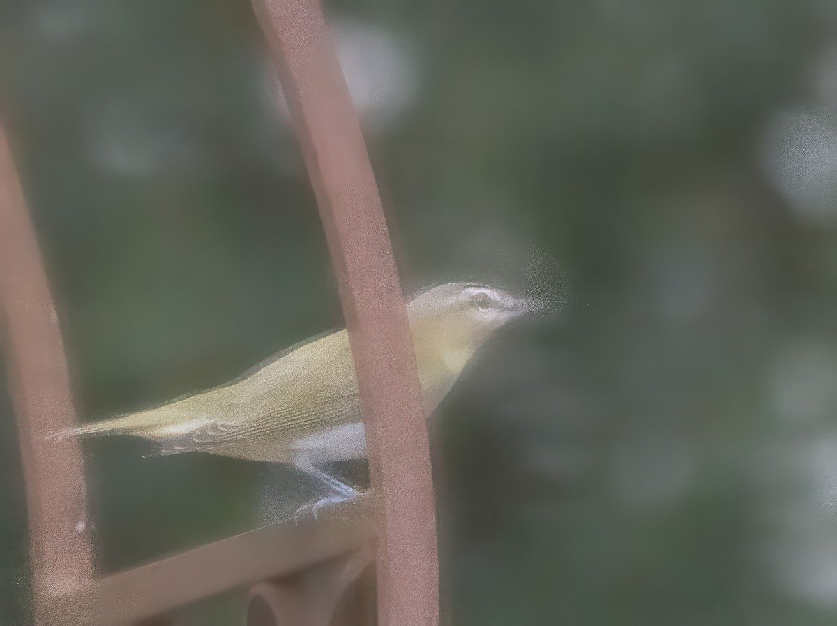 Red-eyed Vireo - ML643556222