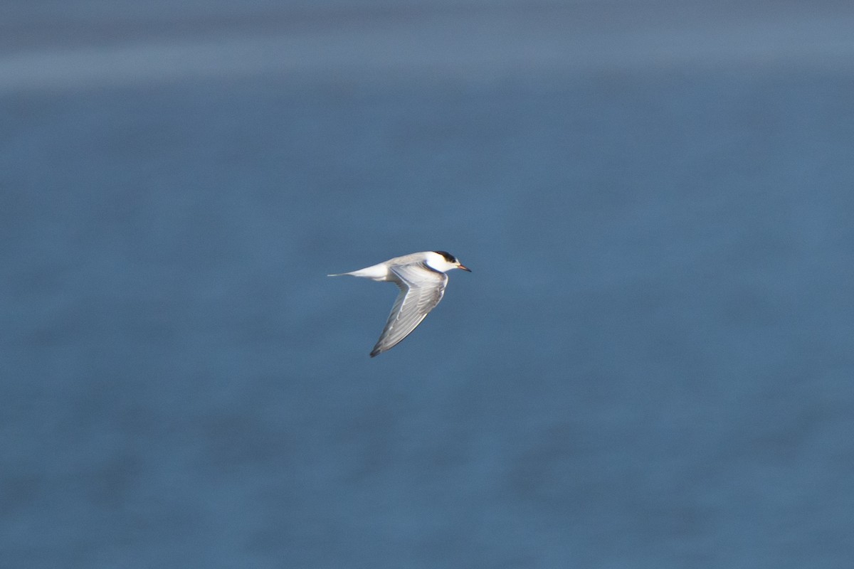 Common Tern - ML643556223