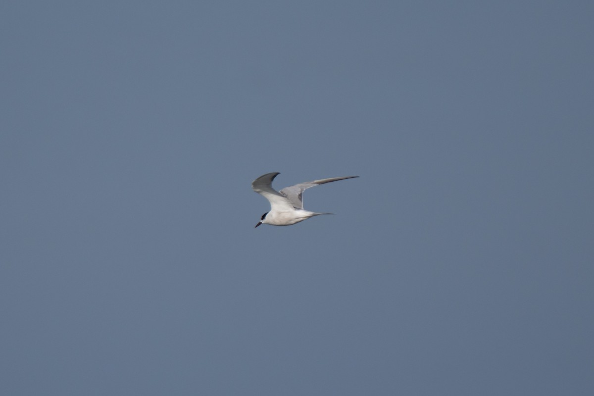 Common Tern - ML643556224