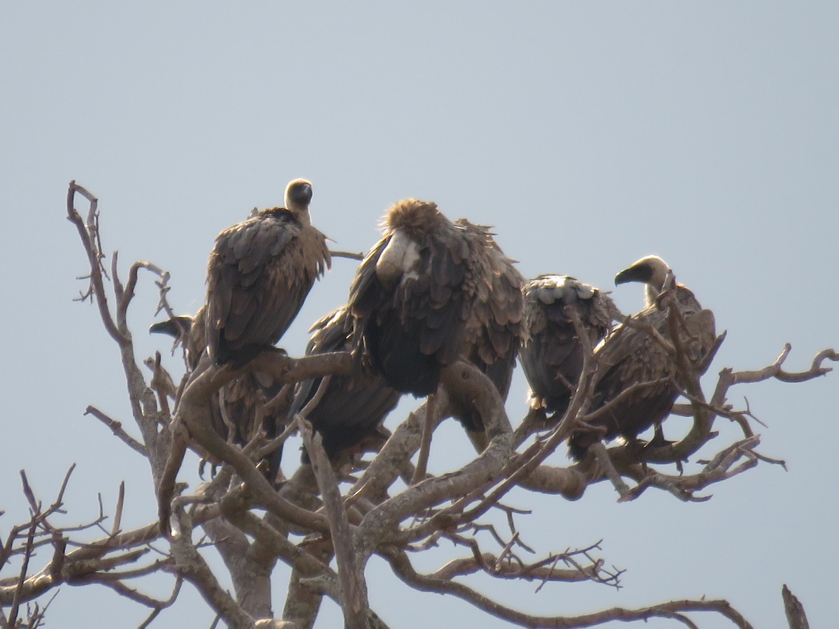 White-backed Vulture - ML643556227