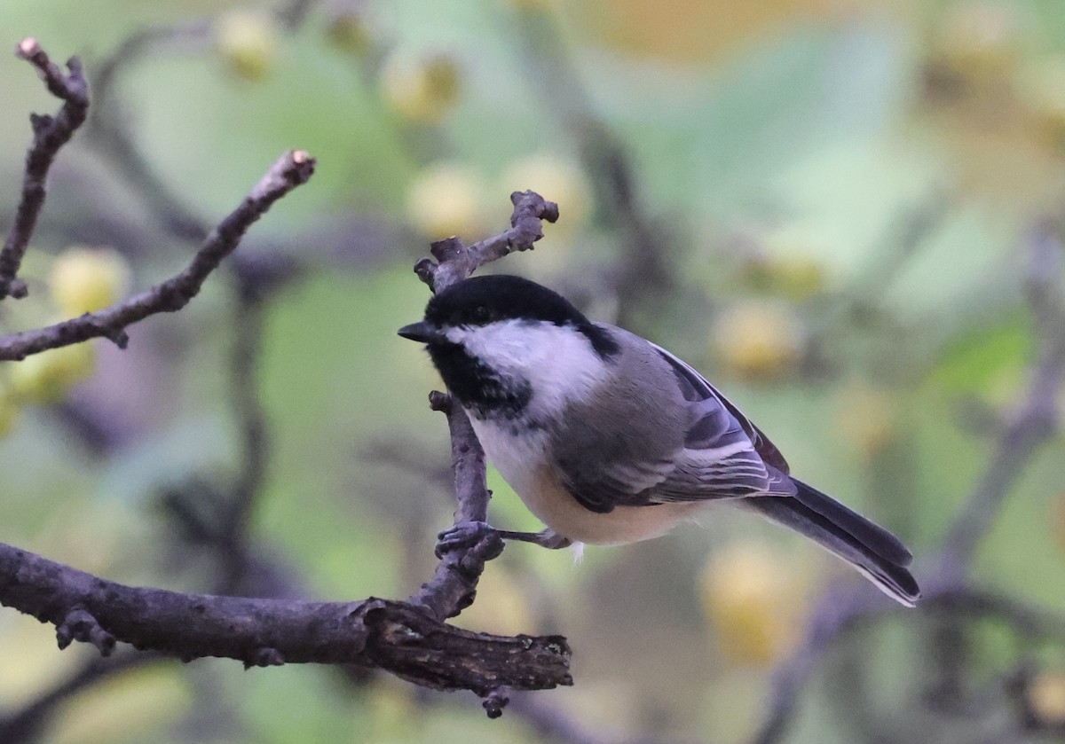 Black-capped Chickadee - ML643556240
