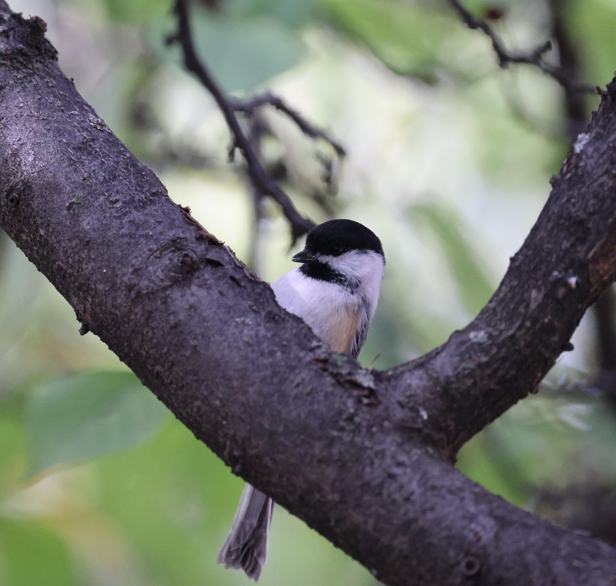 Black-capped Chickadee - ML643556241