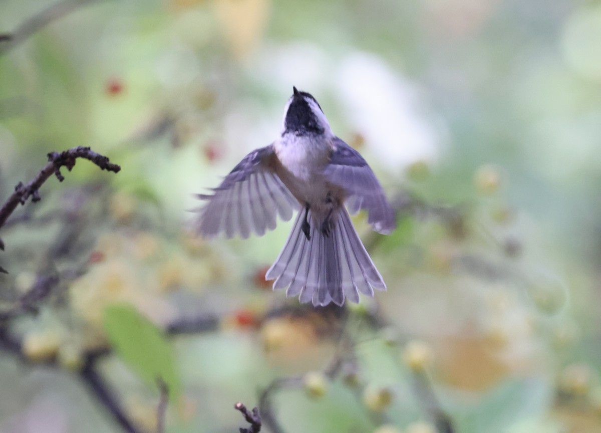 Black-capped Chickadee - ML643556244