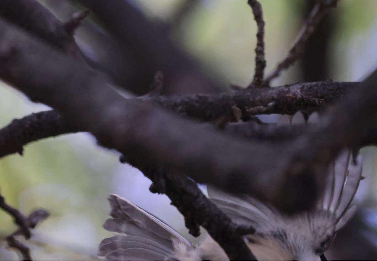 Black-capped Chickadee - ML643556245