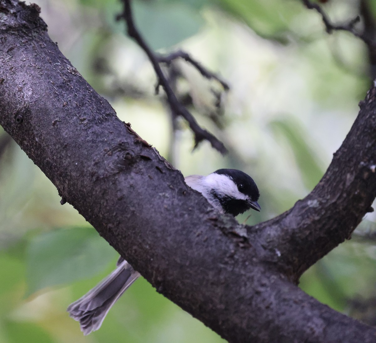 Black-capped Chickadee - ML643556246