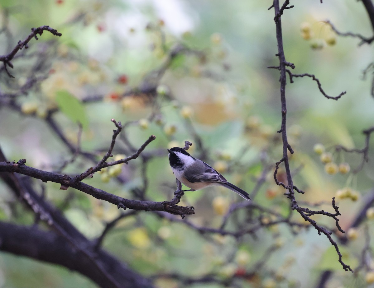 Black-capped Chickadee - ML643556248