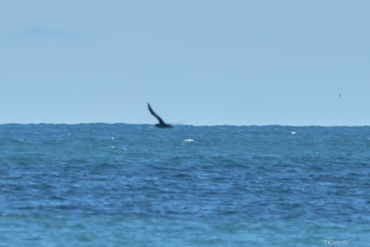 Southern Giant-Petrel - ML643556269