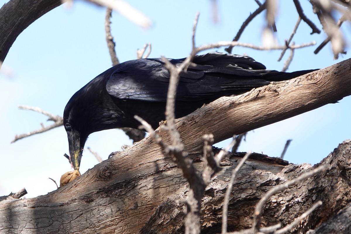 Common Raven - ML643556270