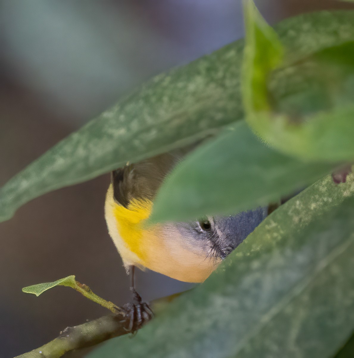 American Redstart - ML643556271