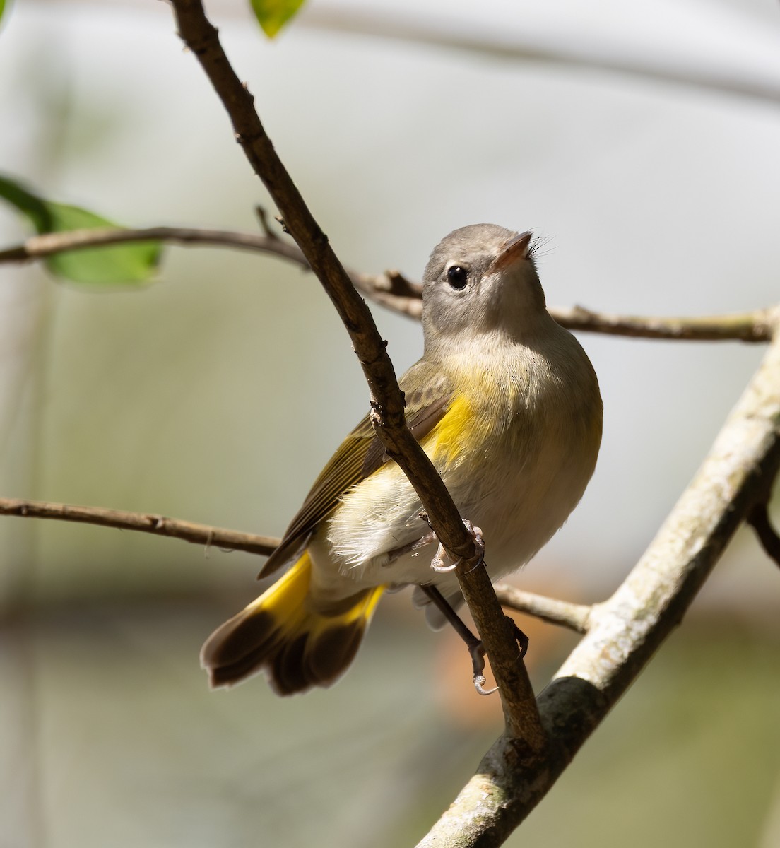 American Redstart - ML643556272