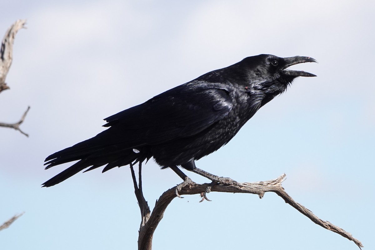Common Raven - ML643556273