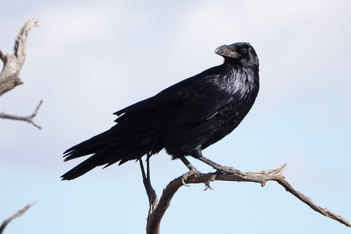 Common Raven - ML643556274
