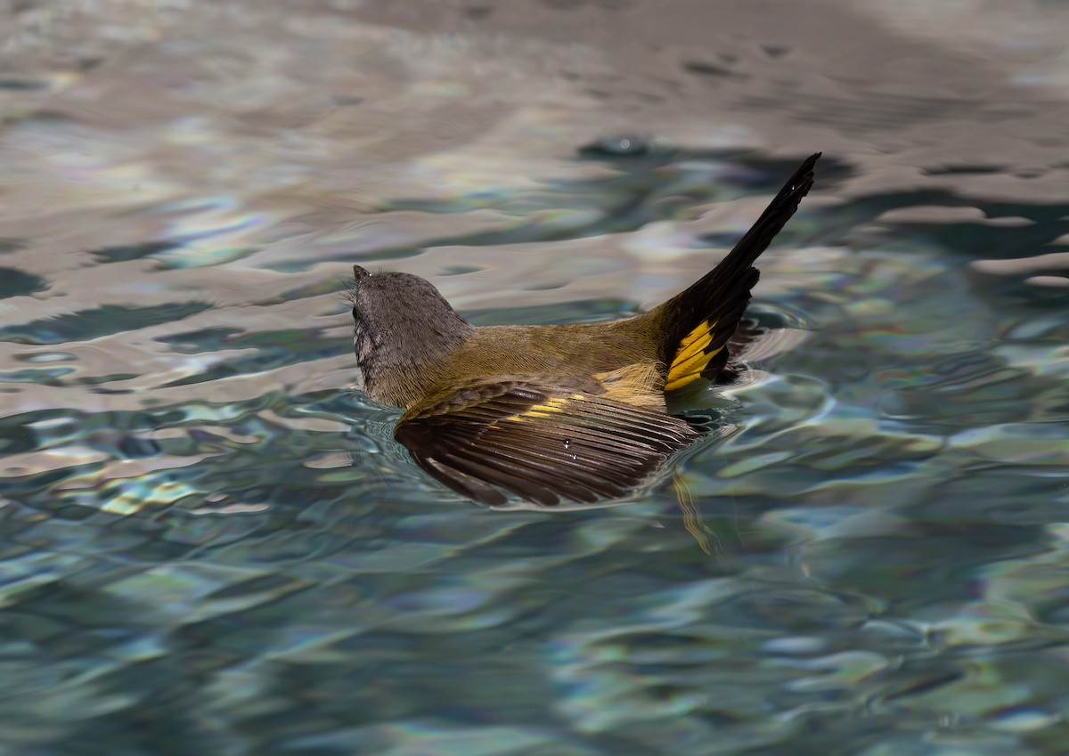 American Redstart - ML643556275