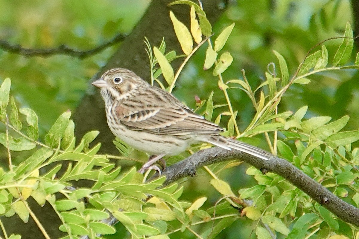 Vesper Sparrow - ML643556277