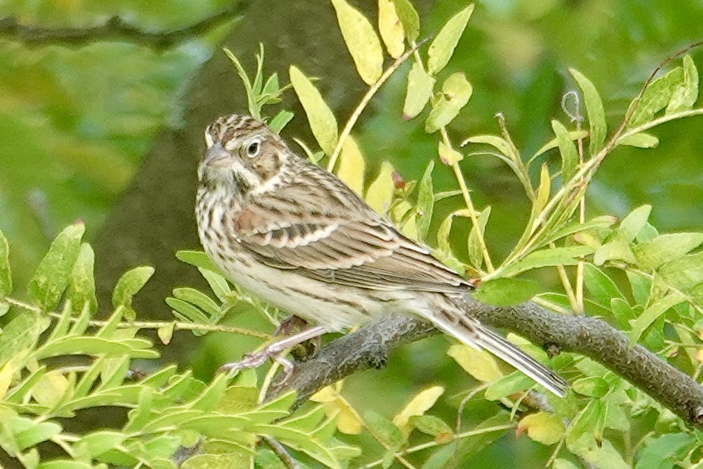 Vesper Sparrow - ML643556278