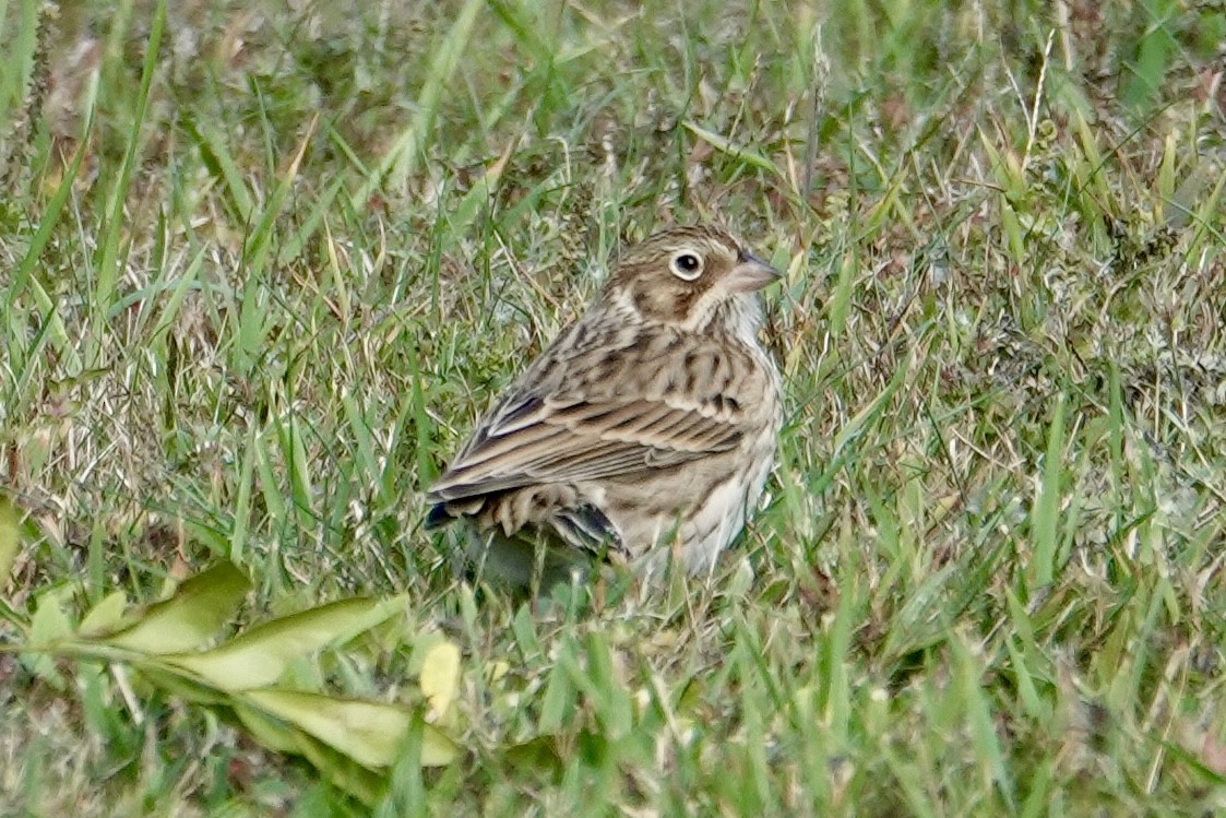 Vesper Sparrow - ML643556279