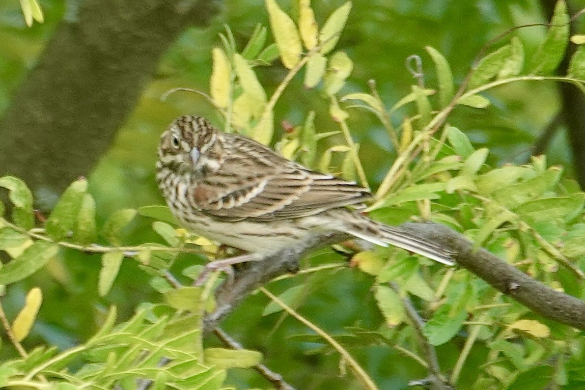 Vesper Sparrow - ML643556280