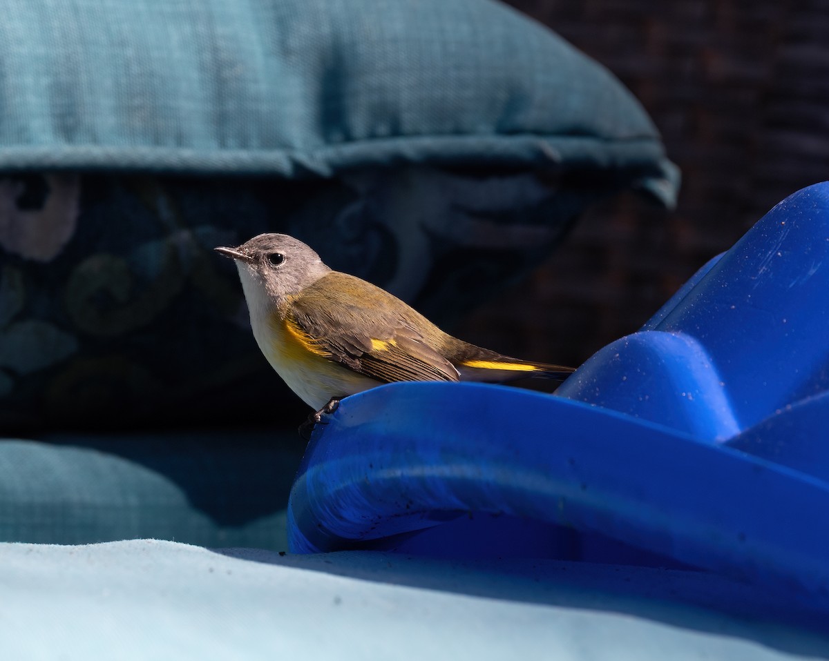 American Redstart - ML643556286