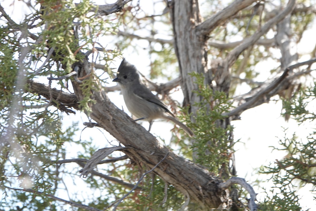 Juniper Titmouse - ML643556291