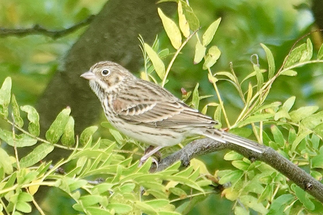 Vesper Sparrow - ML643556344
