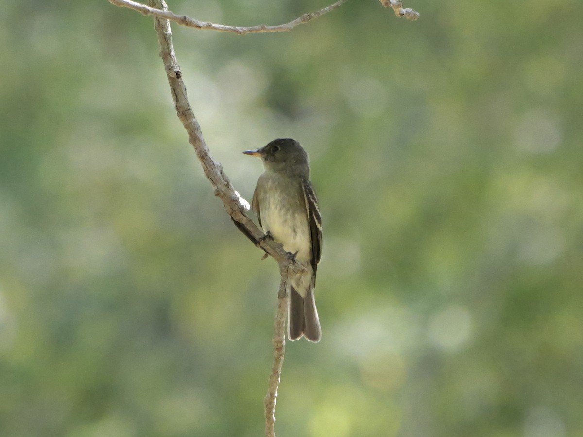 Eastern Wood-Pewee - ML643556378