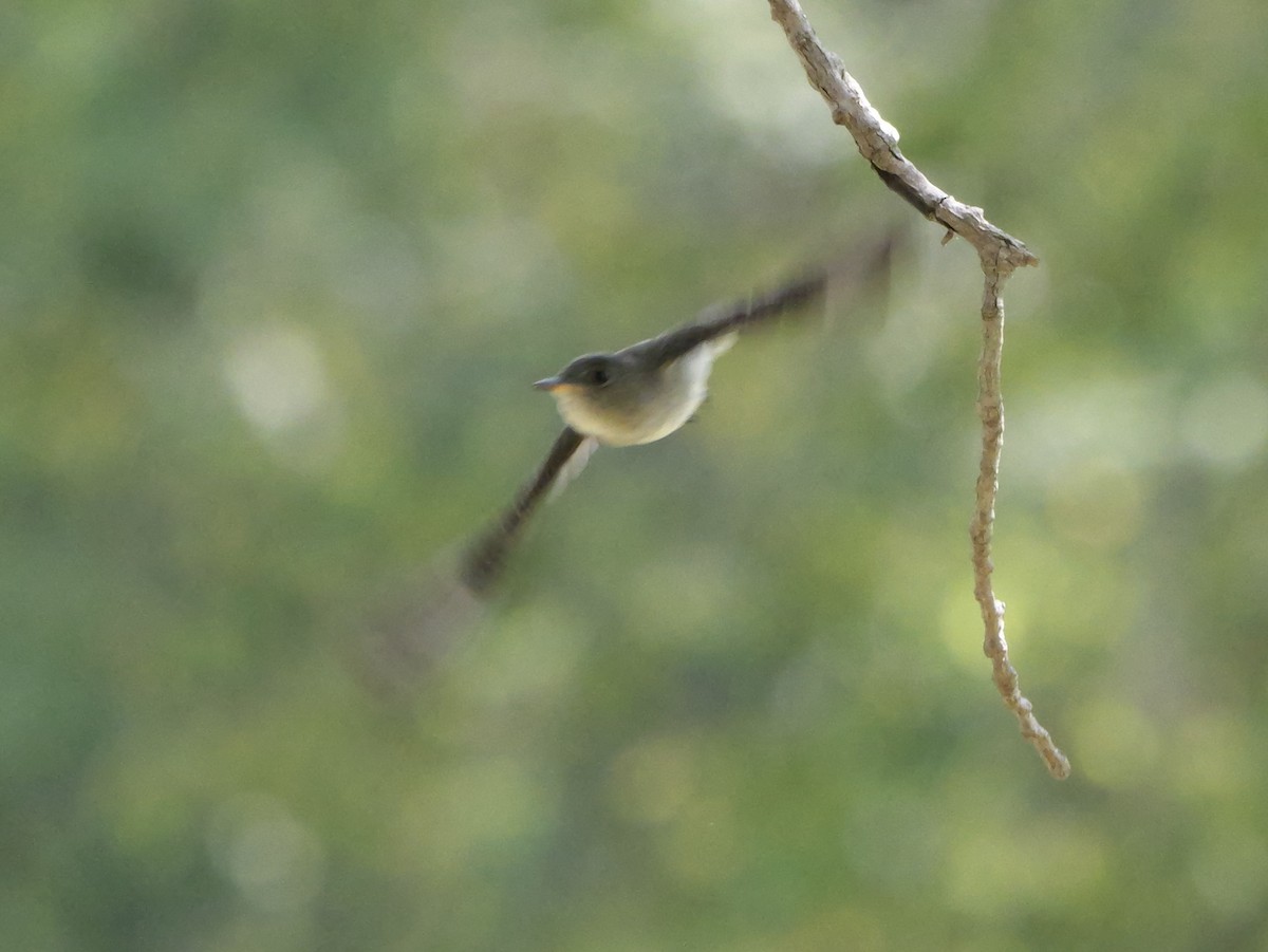 Eastern Wood-Pewee - ML643556379