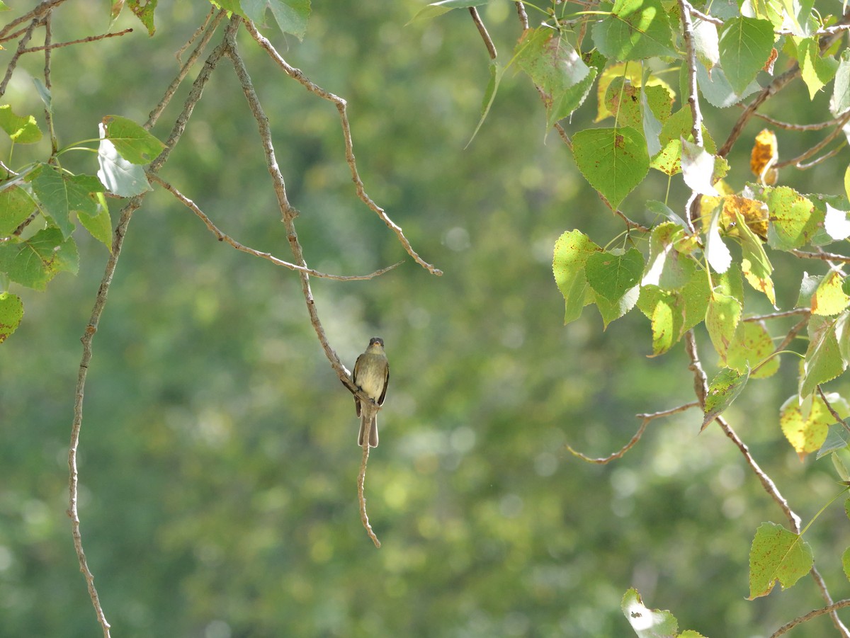 Eastern Wood-Pewee - ML643556383