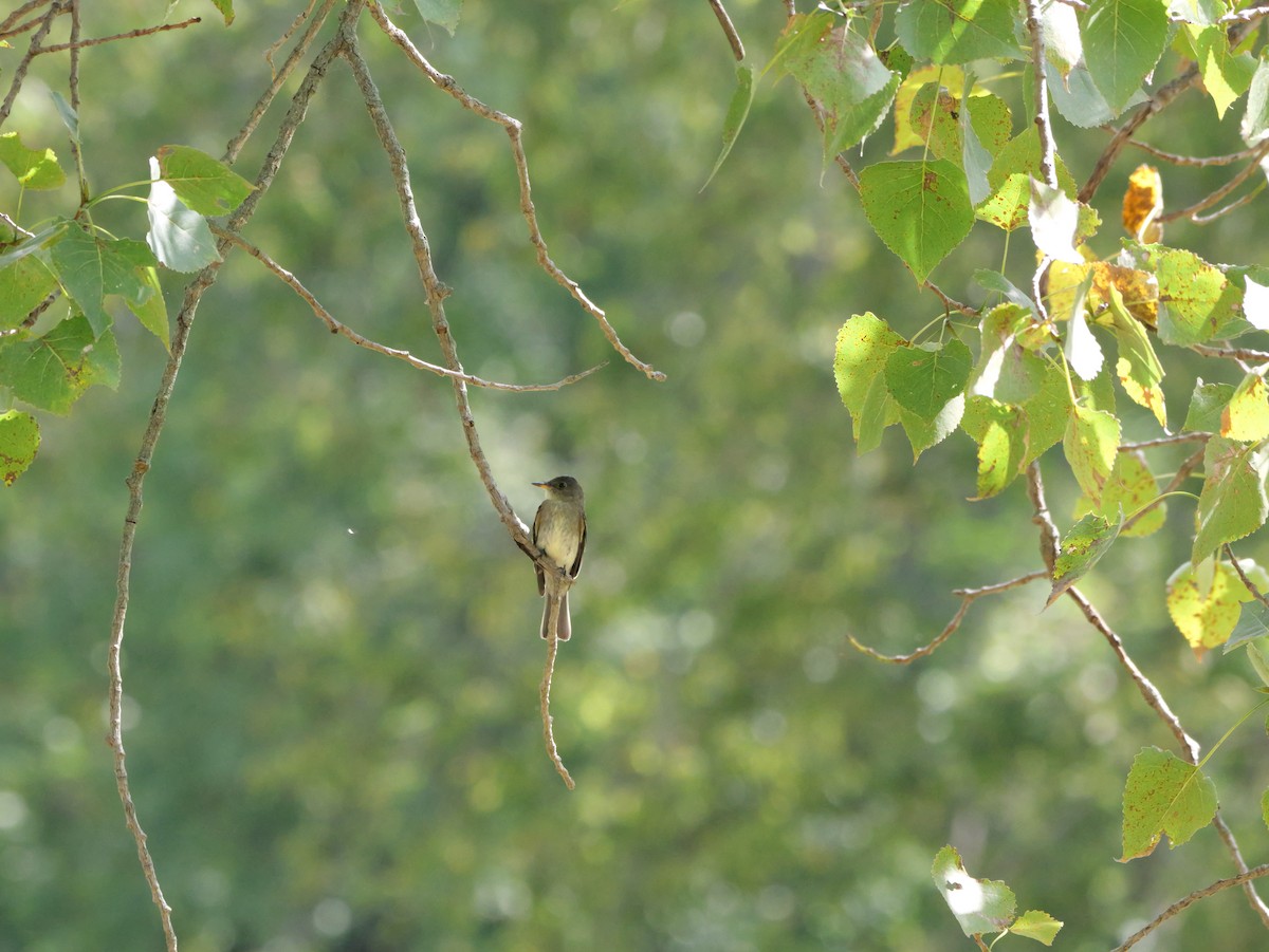 Eastern Wood-Pewee - ML643556385