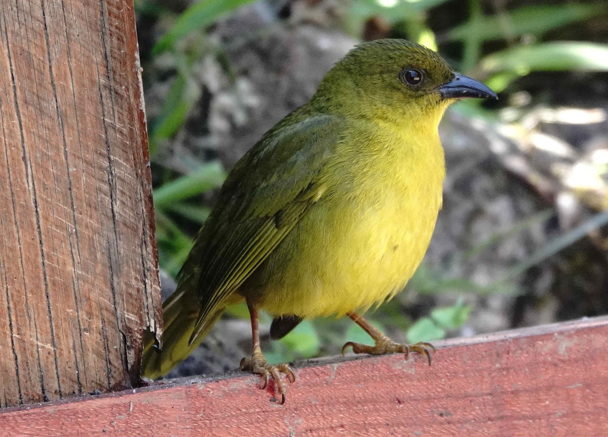 Mitrospin viréon - ML643556398