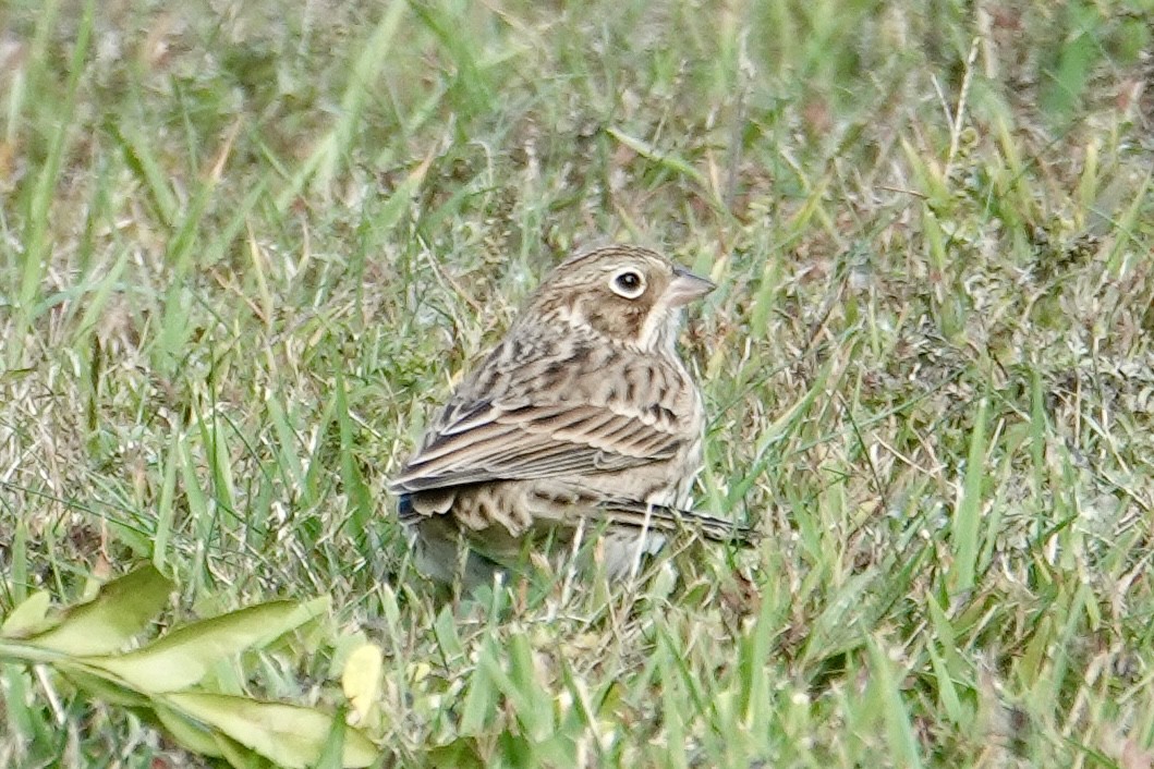 Vesper Sparrow - ML643556404