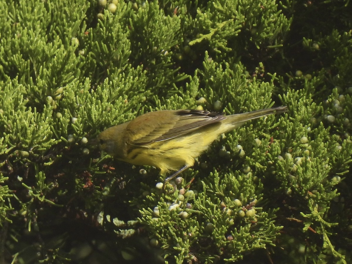 Prairie Warbler - ML643556417