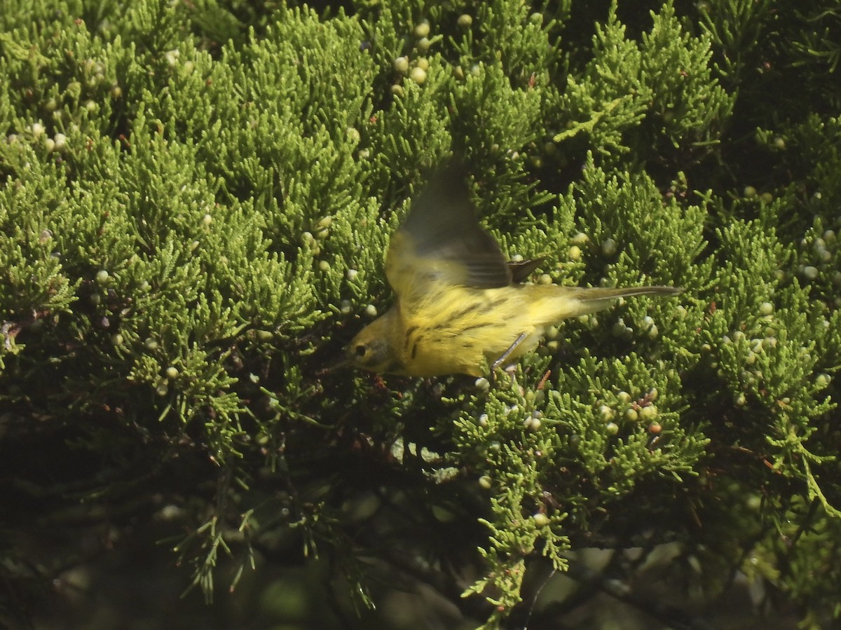 Prairie Warbler - ML643556418