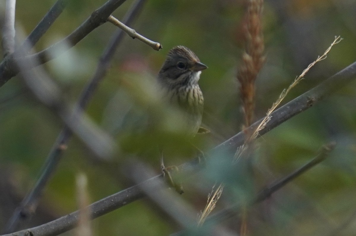 Lincoln's Sparrow - ML643556425