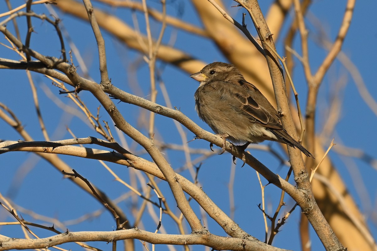 House Sparrow - ML643556429