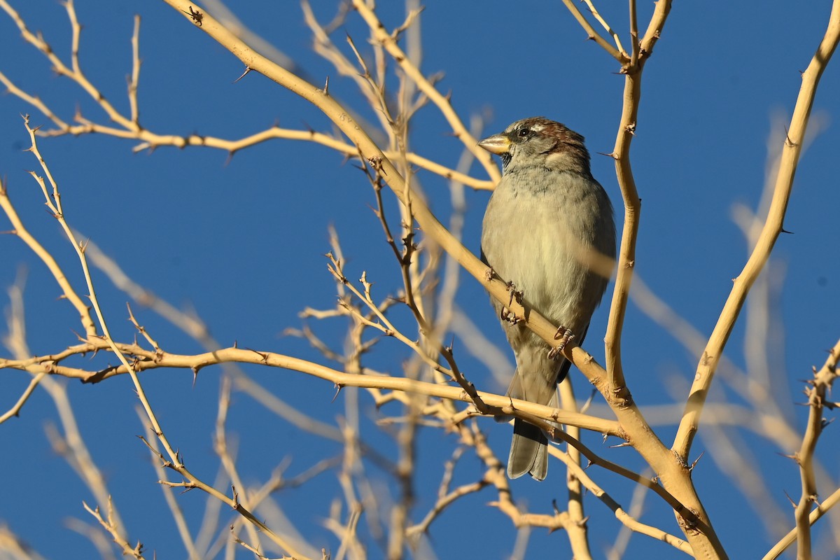 House Sparrow - ML643556430
