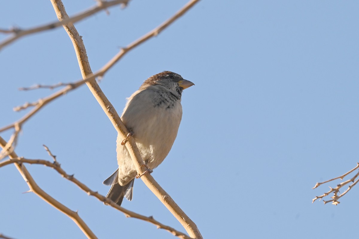 House Sparrow - ML643556431