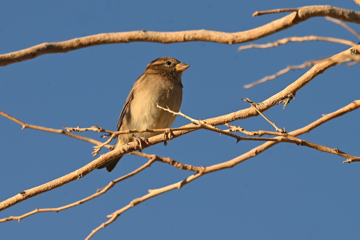 House Sparrow - ML643556432