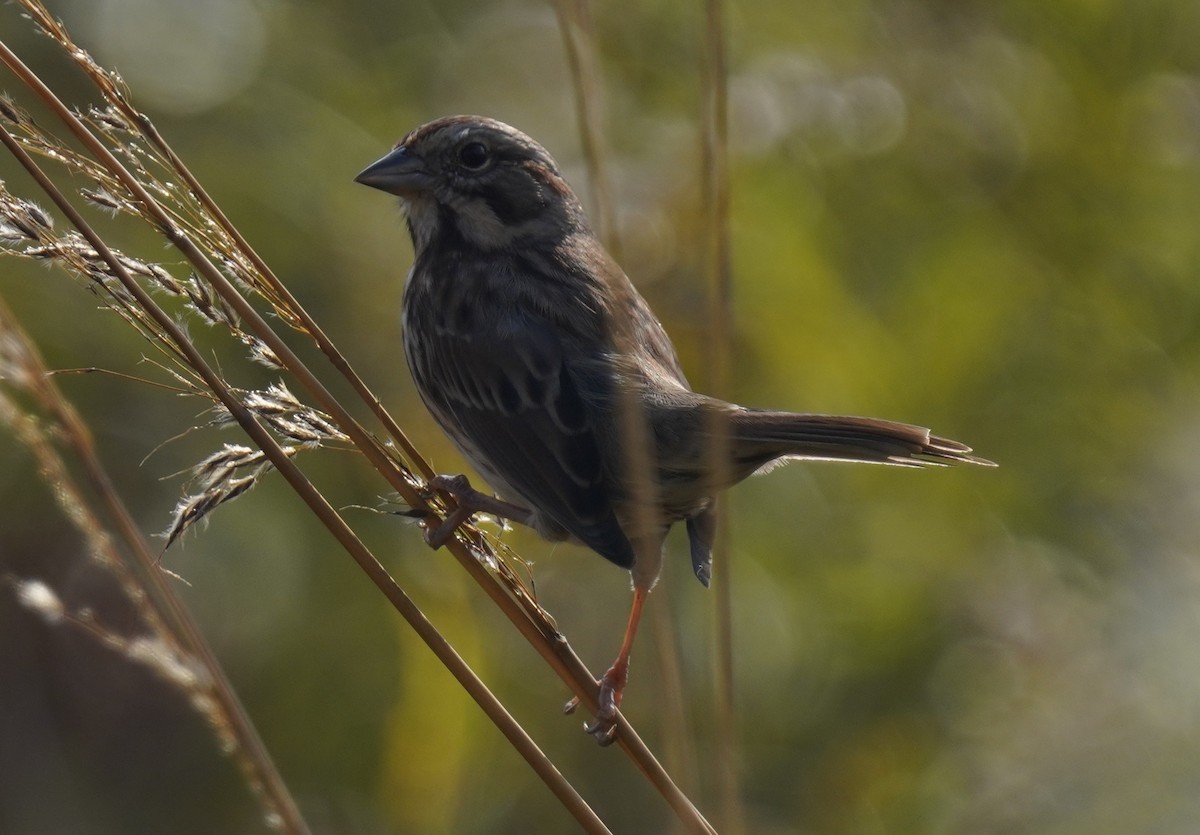 Song Sparrow - ML643556433